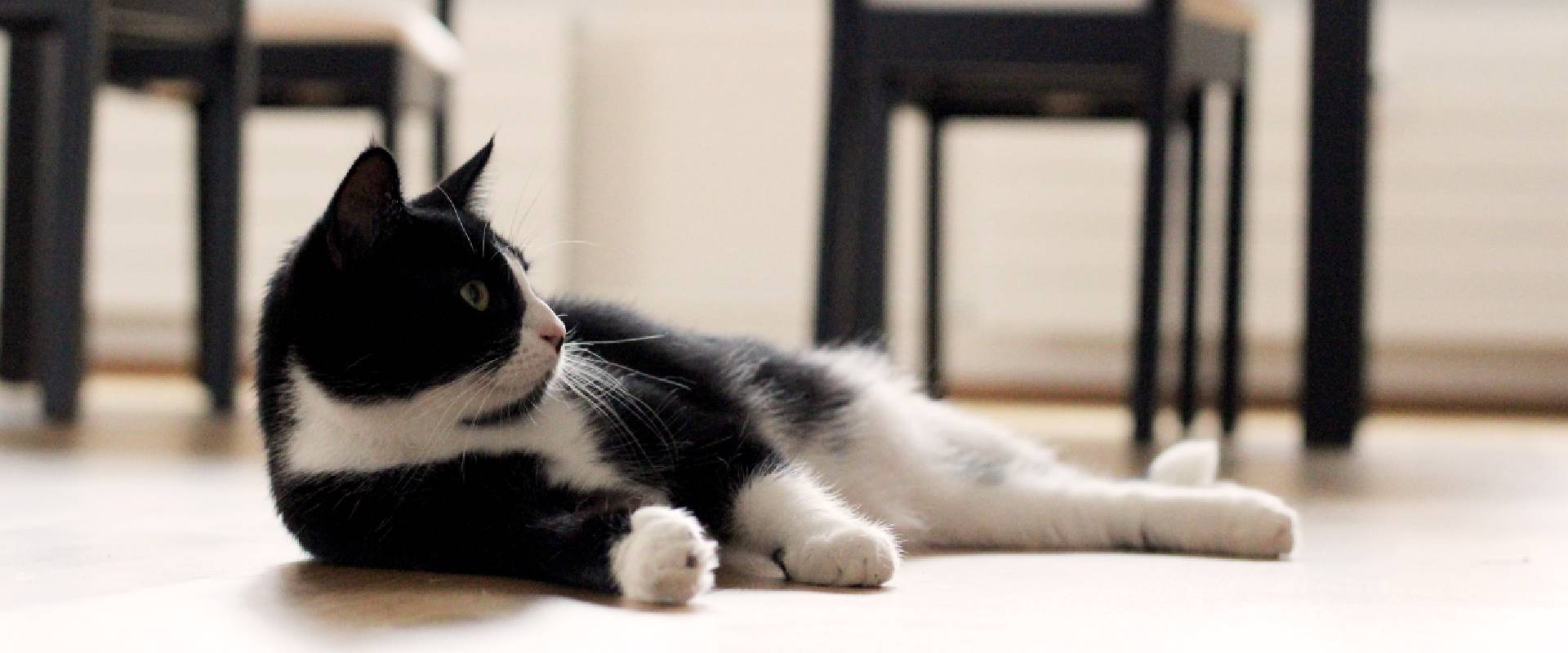 12 Black and White Cat Facts TrustedHousesitters